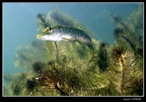 Young pike .. i spent about 20 minutes observing how he w... by Daniel Strub 